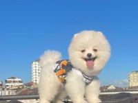 Orjinal spitz olmayan pomeranian boo cinsi çocuklar