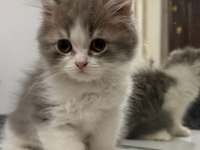 Scottish Fold Longhair (Highland Fold)