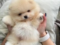 Orjinal Pomeranian Boo