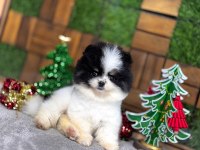 Pomeranian boo teacup