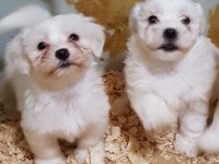 A KALİTE GERÇEK ORJİNAL MALTESE YAVRULAR
