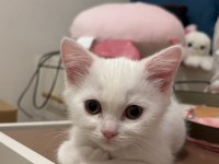 2 kedimiz var 3 aylık onlara iyi bakacak bir aile