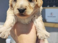 1 dişi 4 erkek maltipoo bebeklerim
