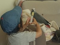 Jako papağanı bebek yeme düştü