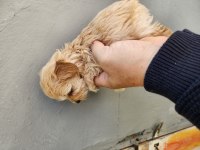 50 günlük maltipoo köpekler