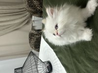 Maviş gözlü prenses kedimiz