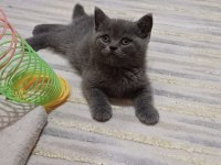 British Shorthair Yeni Yuvasına Hazır Yavru