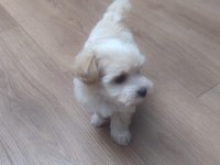 Sevimli Maltese Yavrusu