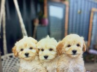 YAVRU GOLDEN RETRİEVER KÖPEĞİ