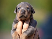 En İyisi Doberman Yavrular
