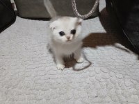 Scottish fold silver erkek bebeğimiz