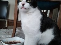 TERK EDİLMİŞ KUCAK KEDİSİ SMOKİN