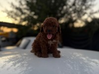 Sağlık ırk garantili poodle yavrular yeni yuvasını bekliyor