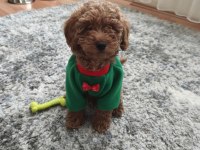 Toy poodle dişi 3 aylık