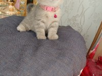 Anne baba scrli top kafa british shorthair kar beyaz yavrula