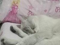 British shorthair 1 yaşında