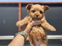 Çok özel tea cup morkie yavrularımız