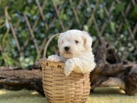 Kar Beyaz Maltese Terrier Yavrular