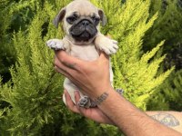 Mini pug yavrumuz