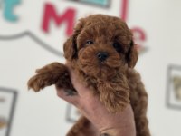 Petmode köpek çiftliğinden tea cup kore poodle