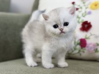 Mükemmel Kalite Silver Ns11 British Shorthair Kedisi