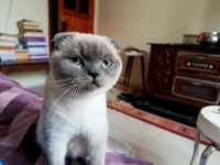 Çok Uysal Bakımlı Temiz Eğitimli Güzel Gözlü Scottish Fold