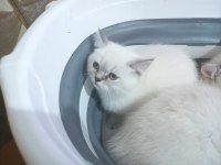 4 adet 2.5 aylık silver point british shorthair