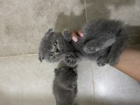 Erkek Dişi British Shorthair Bebeklerim