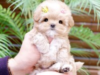 Safkan Toy Poodle Bebeklerimiz