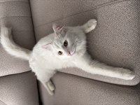 ANGORA KEDİSİNE ACİL YUVA