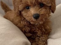 Korean Toy Poodle