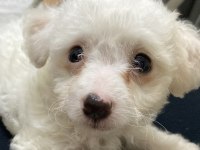 0 NUMARA MALTESE TERRİER 2 AYLIK