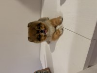 Pomeranian boo köpeğimiz