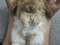 Mini Lop Orjinal Safkan Irk Tavşan