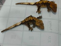 Yavru crested gecko