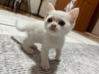 3 scottish fold 1 british