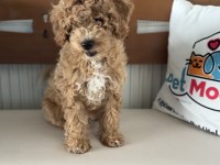 Petmode köpek çiftliğinde ziyarete açık maltipoo