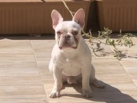 Fransız Bulldogu