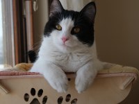 KEDİME KALICI YUVA ARIYORUM