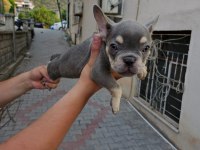 Son 2 sağlam kan french bulldog