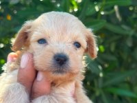 SEVGIYLE BUYUYEN MALTIPOO YAVRULARIMIZ