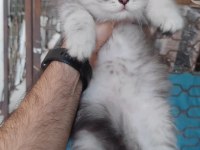 British shorthair kedisi