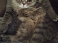 British shorthair 8 aylık