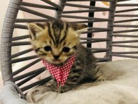 British Shorthair Yavru Kedilerimiz Yeni Evlerini Arıyorlar