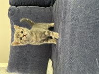 3 british shorthair 1 tane nadir bulunan renk