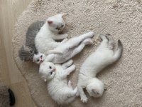 1,5 aylık bebek scottish fold