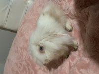 2 aylık mavi gözlü hollanda lop tavşanı
