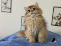 En güzel british shorthair ve longhair yavrular