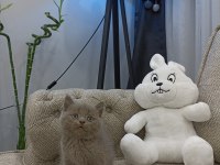 Top Surat Oyuncak Gibi LİLAC British Shorthair Yavrular
