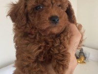 Üst Kalite Toy Poodle Yavrular